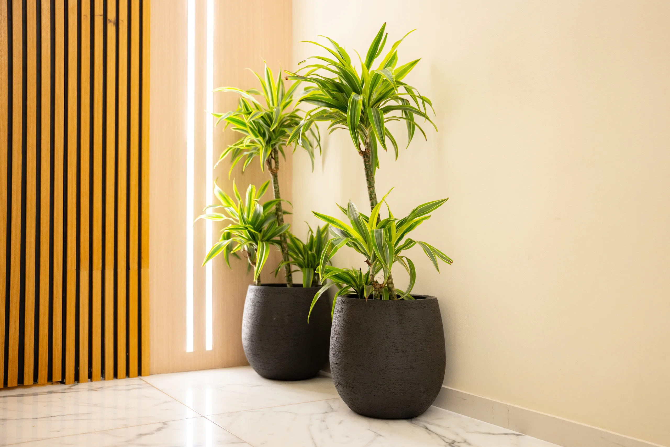 Plants — Dark Pots